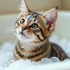 Veterinaria norteamericana advierte sobre los riesgos de bañar a tu gato y que pocos conocen
