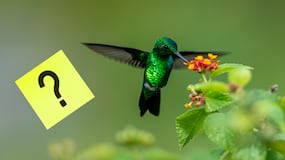 El significado de que te visite un colibrí verde en casa