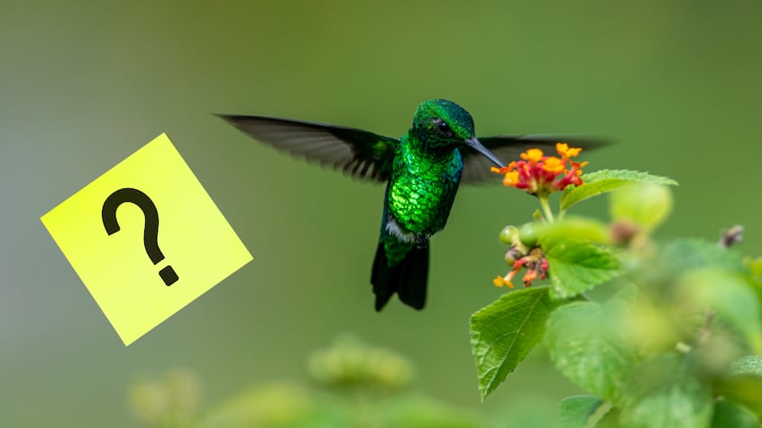 El significado de que te visite un colibrí verde en casa