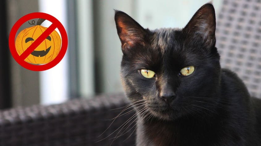 Gatos Negros Halloween