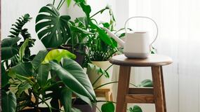 La planta que ya no podrás tener en tu jardín si se aprueba esta prohibición en  la Unión Europea