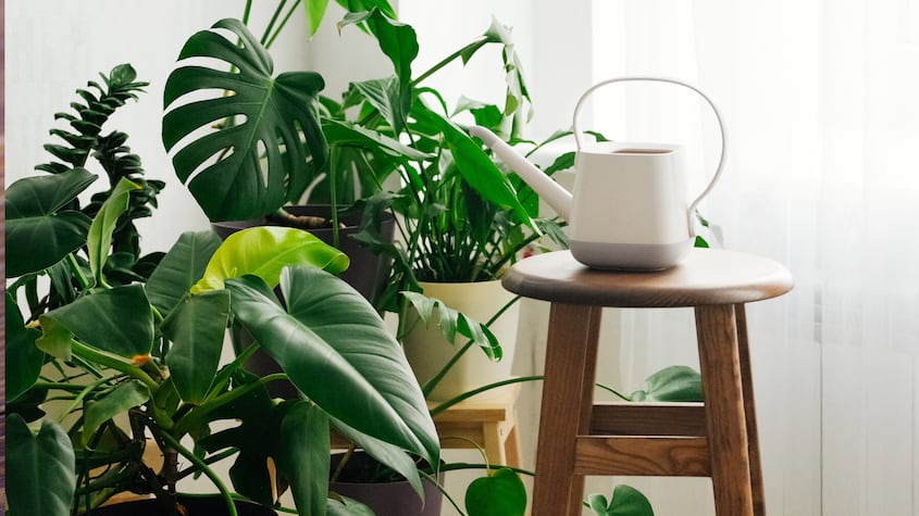 La planta que ya no podrás tener en tu jardín si se aprueba esta prohibición en la Unión Europea