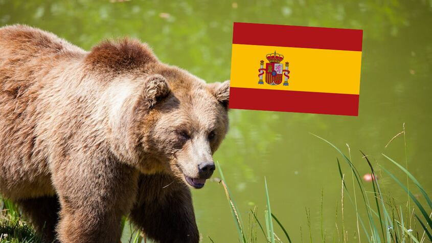 Vecino de Oviedo es sorprendido por un oso pardo en medio de un paseo