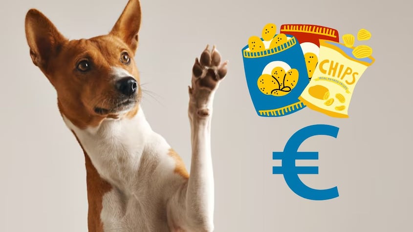 Divertido viral: Dos perritos venden snacks para pagar los daños que hicieron