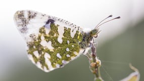 El truco de la abuela para que ninguna polilla entre en tu casa este verano