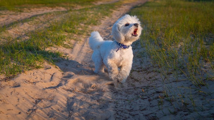 Especialistas explican el método para que un perro deje de ladrar