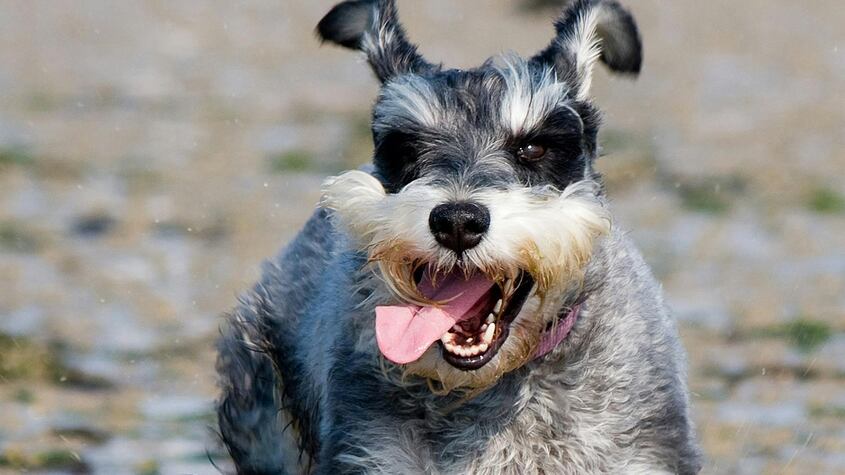 El creativo método que utilizó una familia para esconder a su perro de los albañiles