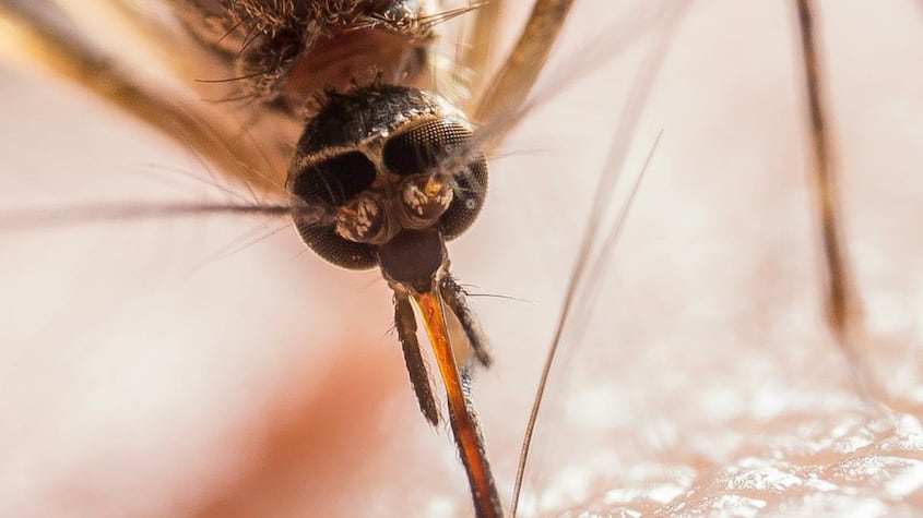 ¿Por qué es tan peligrosa la picadura del mosquito tigre?