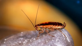 El significado de que aparezcan cucarachas en casa