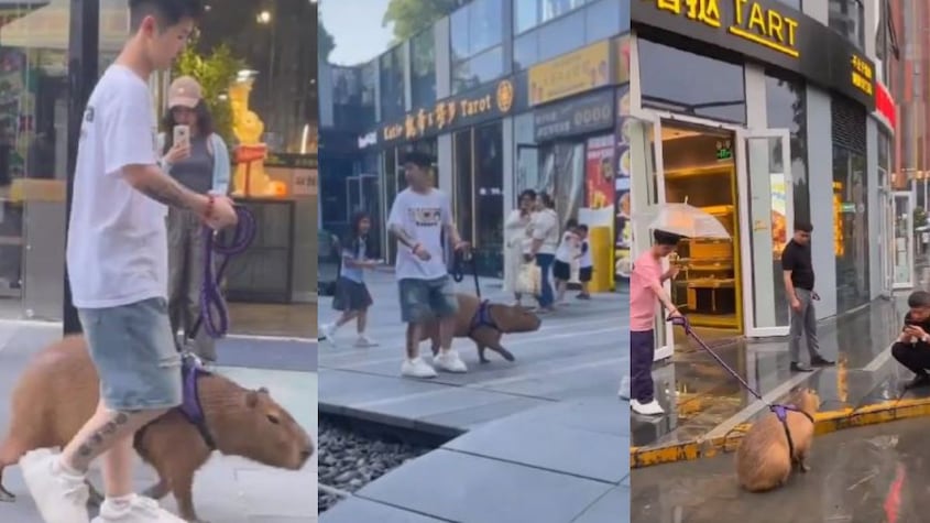 El insólito video de un joven paseando en la calle con su capibara