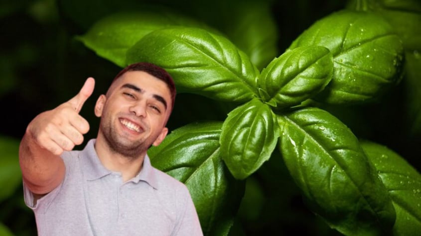 Cómo cuidar la albahaca durante todo el año en tu hogar