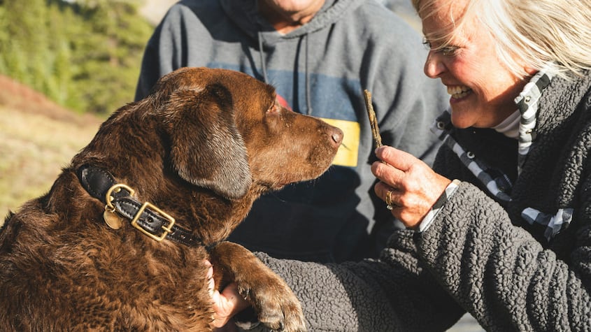 ¿Por qué no es bueno llevar a nuestra mascota a todos los sitios que visitamos?