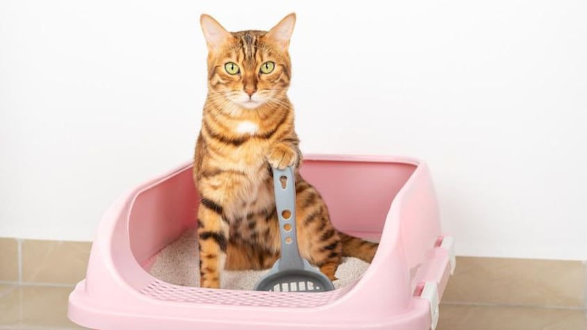 Expertos responden cómo enseñar correctamente a tu gato a usar el arenero