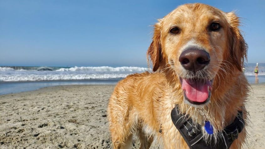 Playas para perros.