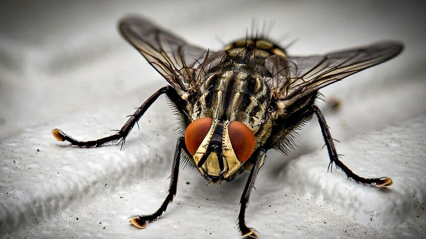 Aire libre sin moscas: el trucazo para ahuyentarlas