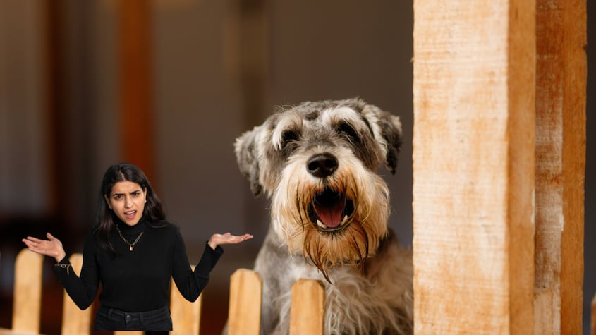 ¿Qué significa que mi perro ladre todo el tiempo?