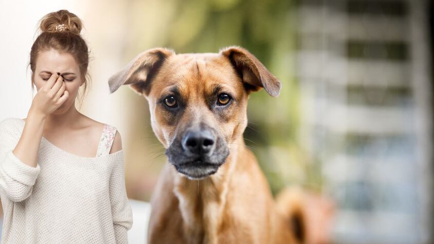 Perro enfadado
