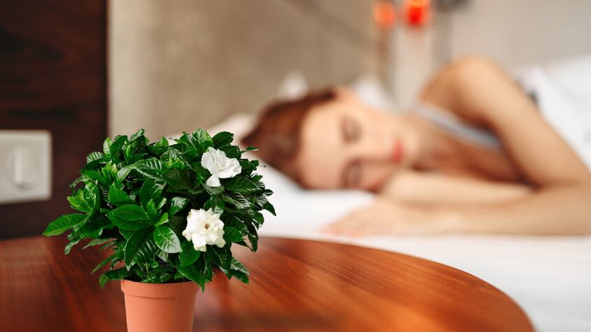 Plantas para dormir mejor. Foto: Canva
