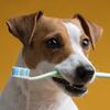 ¿Cual es la forma correcta de limpiarle los dientes a tu perro?