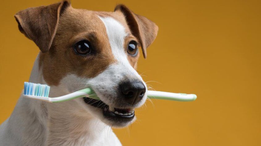 ¿Cual es la forma correcta de limpiarle los dientes a tu perro?