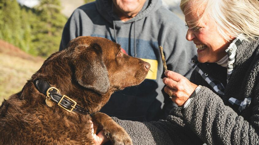 El significado de que un perro se pegue a ti la calle