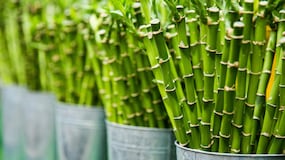 Usos del bambú en su día