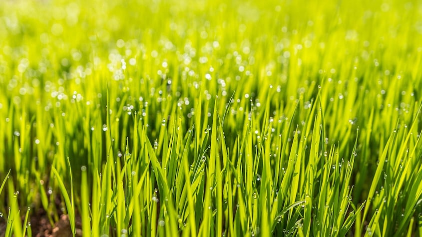 El producto secreto que utilizan los jardineros para un césped verde los 365 dias del año