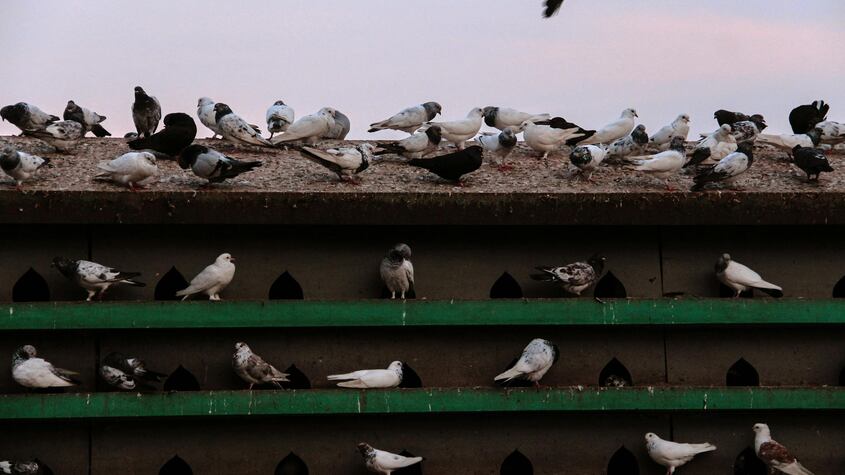 Con estos trucos caseros podrás ahuyentar las palomas de tu casa o piso