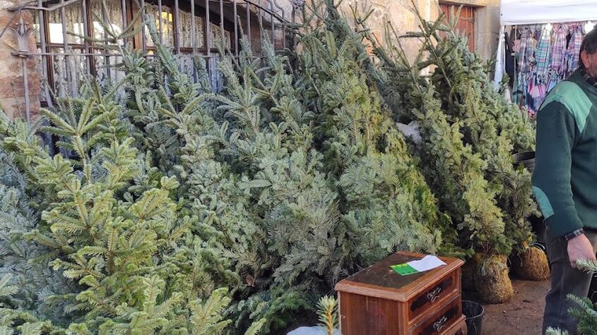 Árboles de navidad a la venta en la Fira de l’Avet