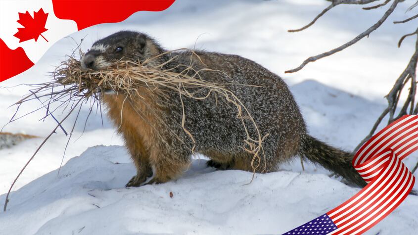 Este 2 de febrero se conmemora el Día de la Marmota: ¿De qué se trata?