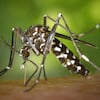 Virus Sindbis en España: síntomas, transmisión y localidades afectadas