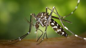 Virus Sindbis en España: síntomas, transmisión y localidades afectadas
