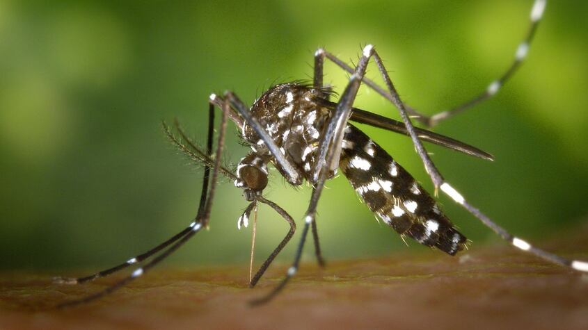 Virus sindbis