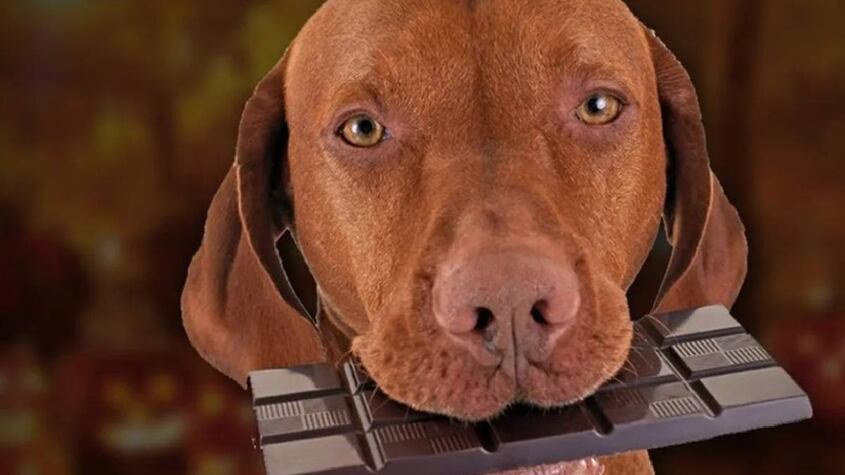 Perro con chocolate.