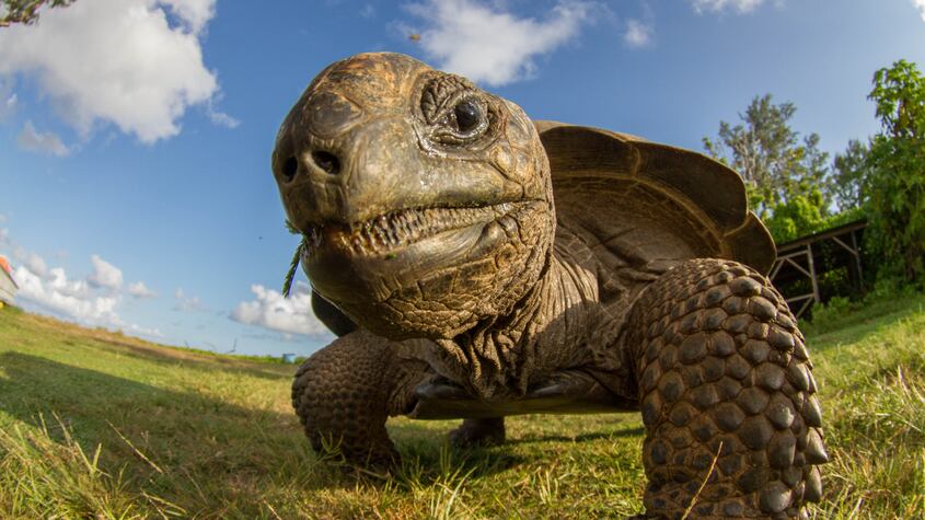Tortuga de 97 años dio a luz y genera expectativa en especialistas