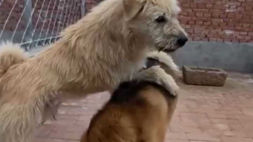Perro aura