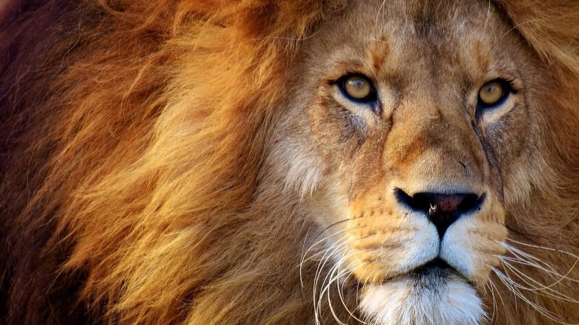 León
