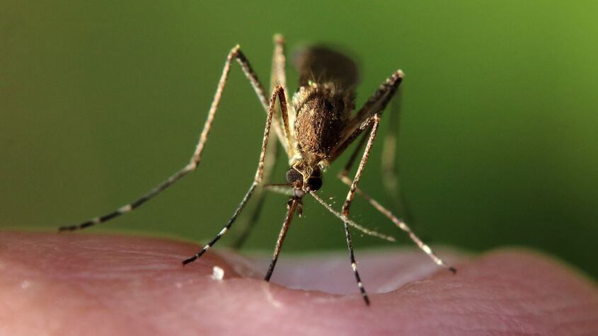 ¡Fin del misterio! por este motivo los mosquitos se acercan a tu oído cuando duermes