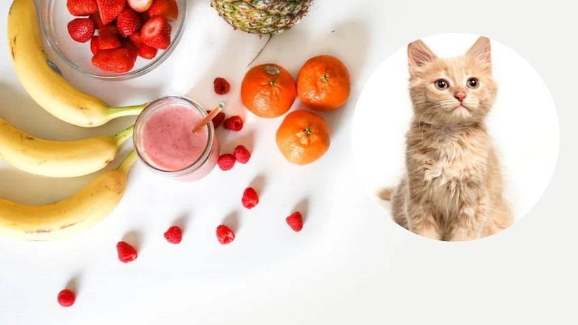 Las 6 frutas que puede comer tu gato y las que no debería comer jamás
