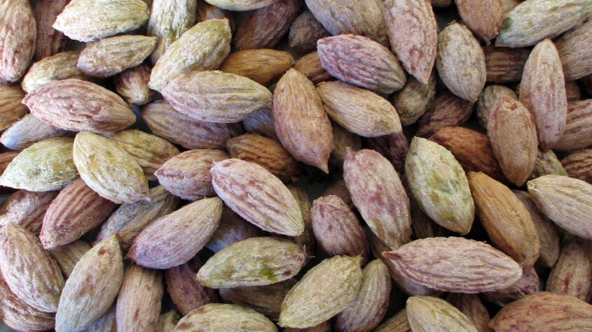 Huesos de aceitunas