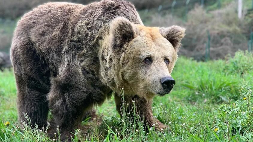 La historia de vida de la osa ‘Paca’ y que la llevo a recibir la eutanasia