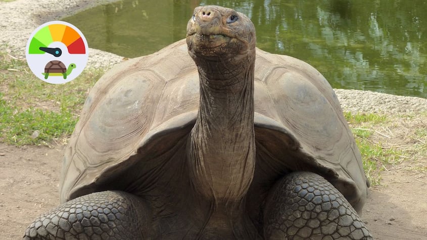 Tortuga