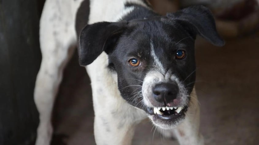 Perro enfadado.