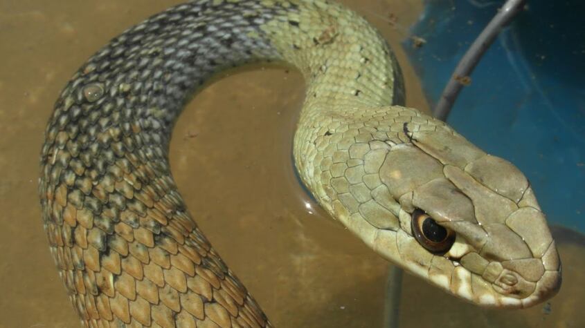 Culebra bastarda
