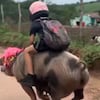 El insólito vídeo del niño que va al cole montado en un cerdo arrasa en Brasil