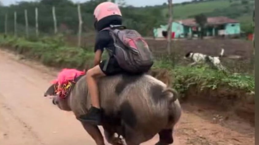 Niño montado en cerdo