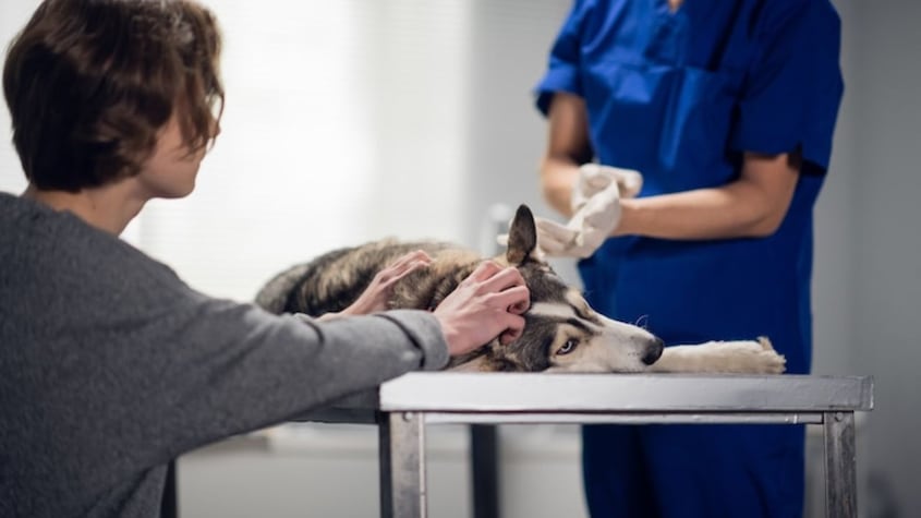 Un veterinario advirtió el caso en el que no se debe practicar una eutanasia a un perro