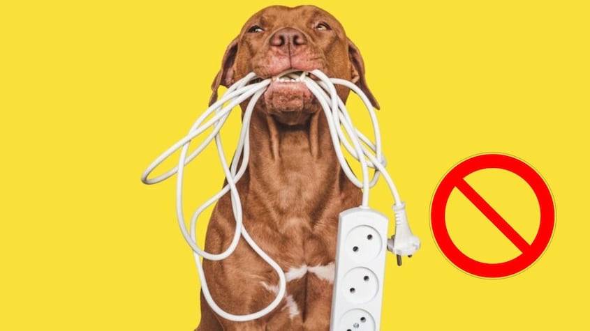 5 trucos para que tus mascotas no muerdan cables eléctricos