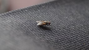 Alerta mosca negra: asi puedes evitar la mordedura de este insecto que invade Madrid