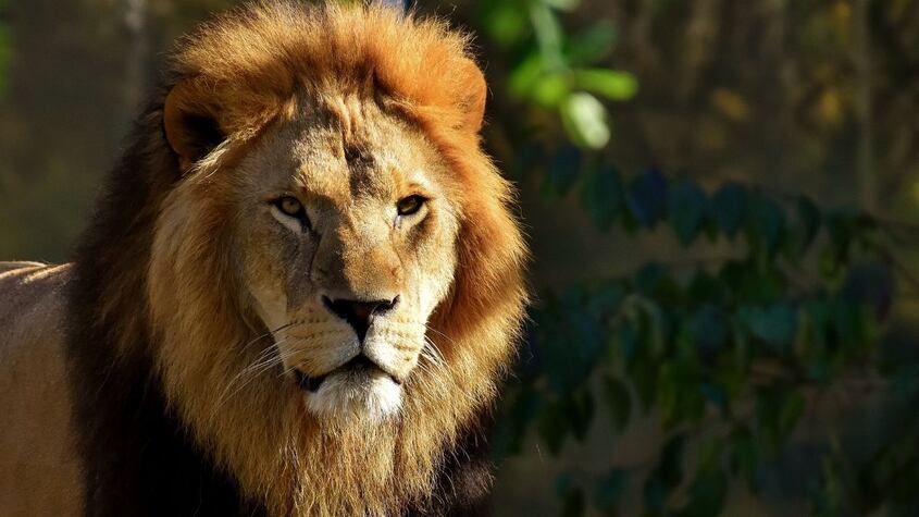 León